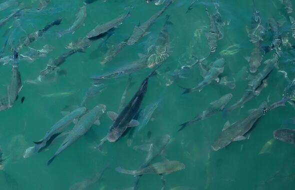 養(yǎng)殖專用納米銀抗菌水溶液，讓水產(chǎn)養(yǎng)殖更安心