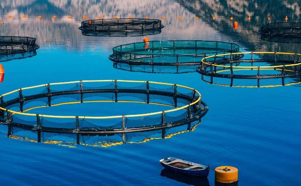 大規(guī)模水產(chǎn)養(yǎng)殖 大規(guī)模水產(chǎn)養(yǎng)殖