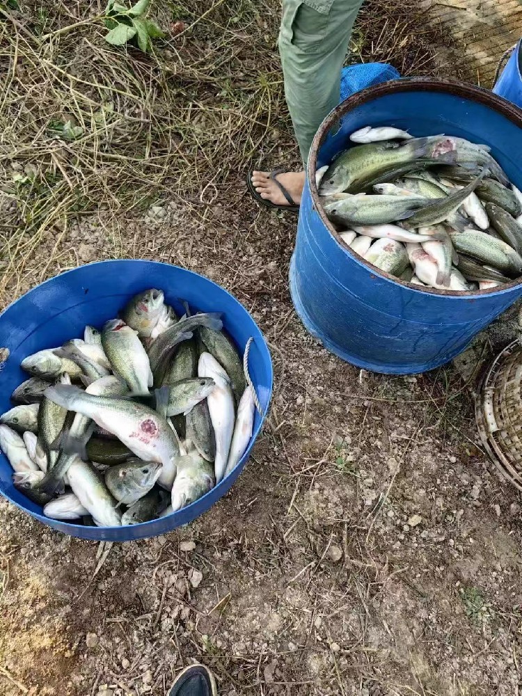 水產(chǎn)養(yǎng)殖納米銀抗菌水溶液實用反饋，效果明顯！