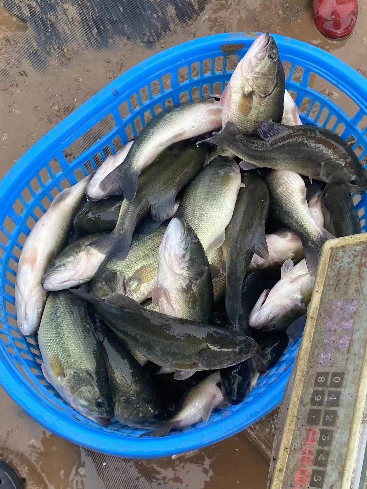 水產養(yǎng)殖納米銀抗菌水溶液實用反饋，效果明顯！