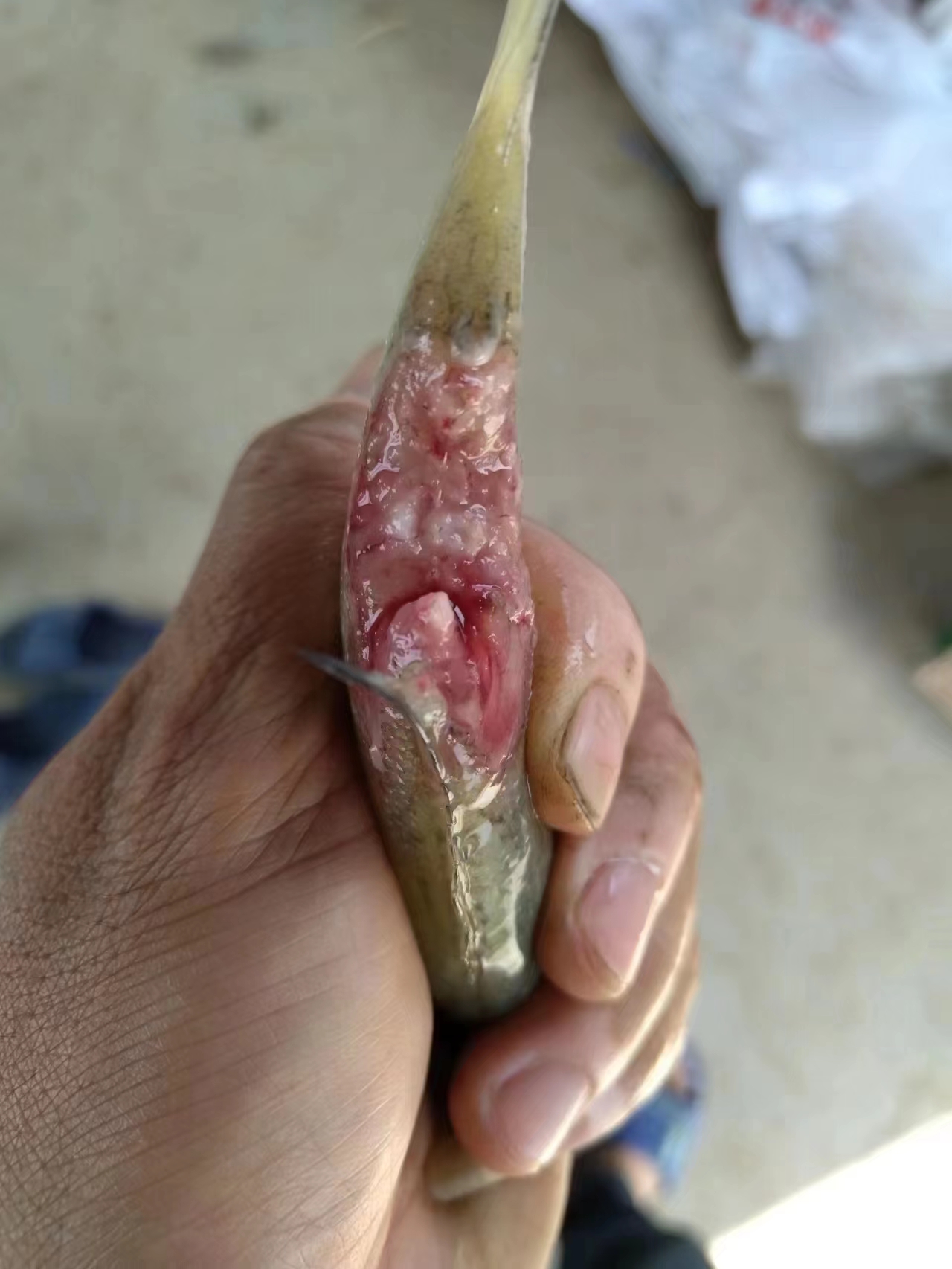 水產養(yǎng)殖納米銀抗菌水溶液實用反饋，效果明顯！