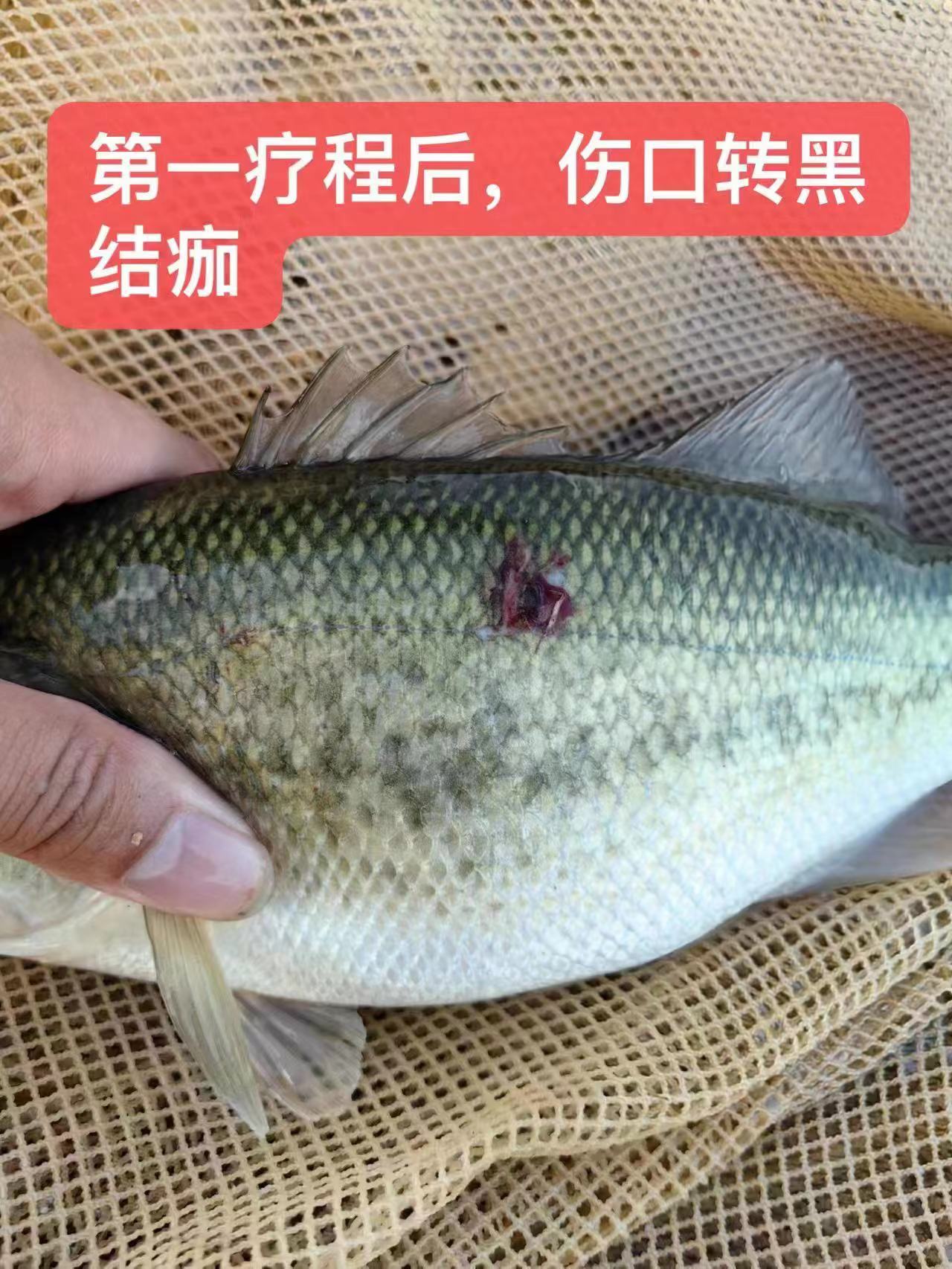 水產養(yǎng)殖納米銀抗菌水溶液實用反饋，效果明顯！