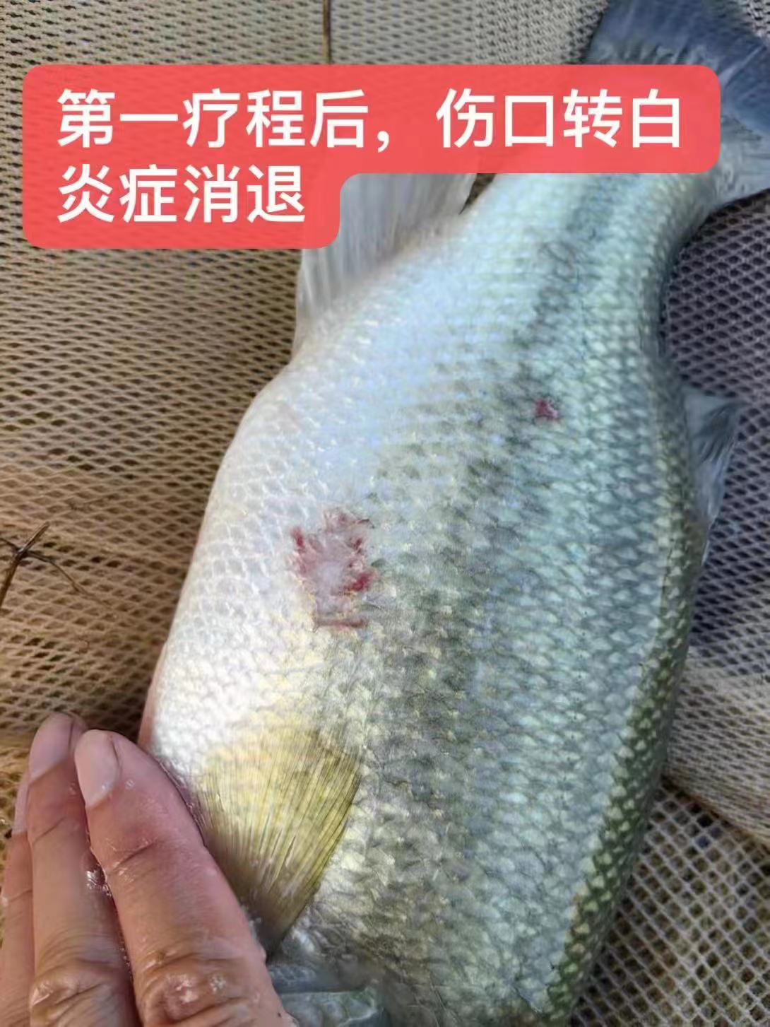 水產養(yǎng)殖納米銀抗菌水溶液實用反饋，效果明顯！