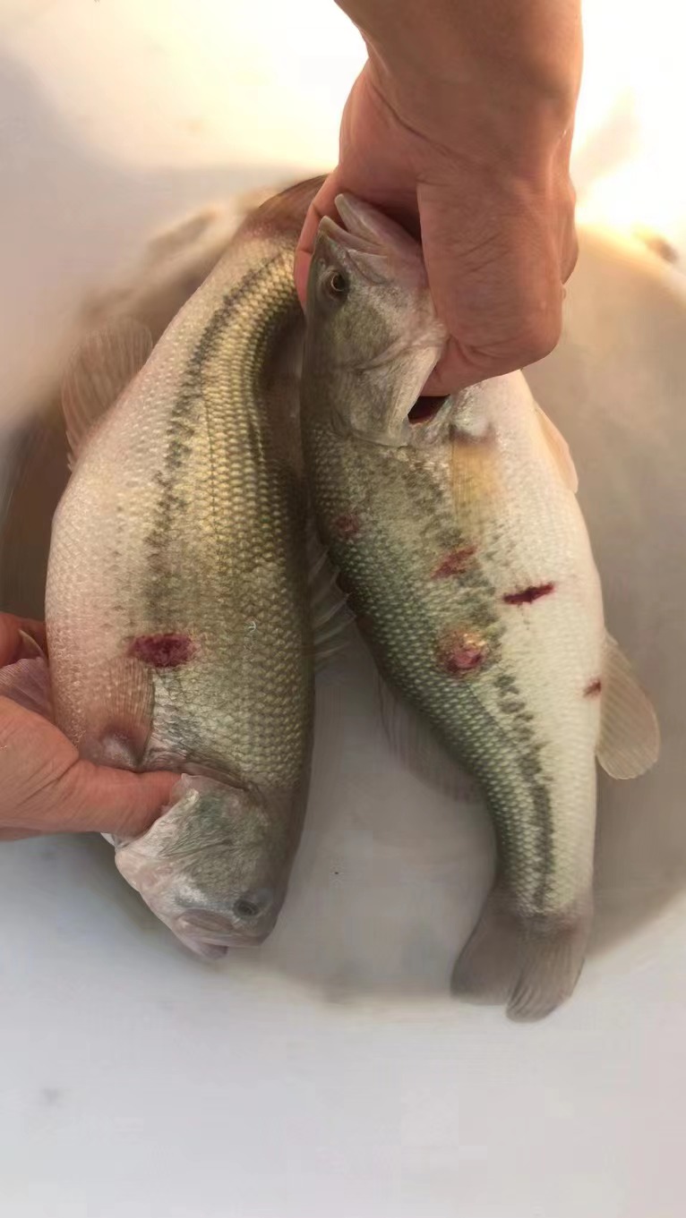 水產養(yǎng)殖納米銀抗菌水溶液實用反饋，效果明顯！