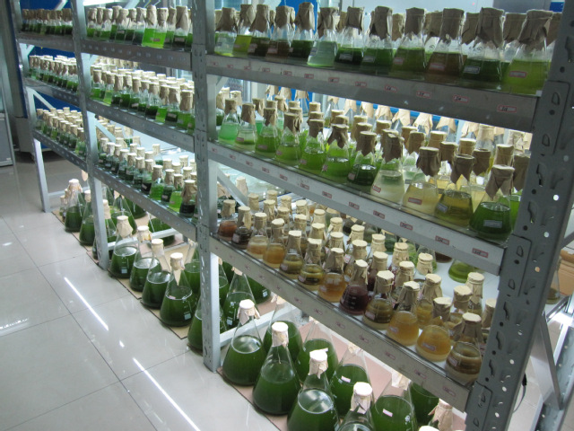 納米銀溶液在植物種植領(lǐng)域的應(yīng)用場景有哪些?